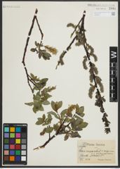 Foto von Salix myrsinites L. x Salix nigricans Sm.
